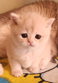 Adorable Purebred Blue Golden British shorthair male available 