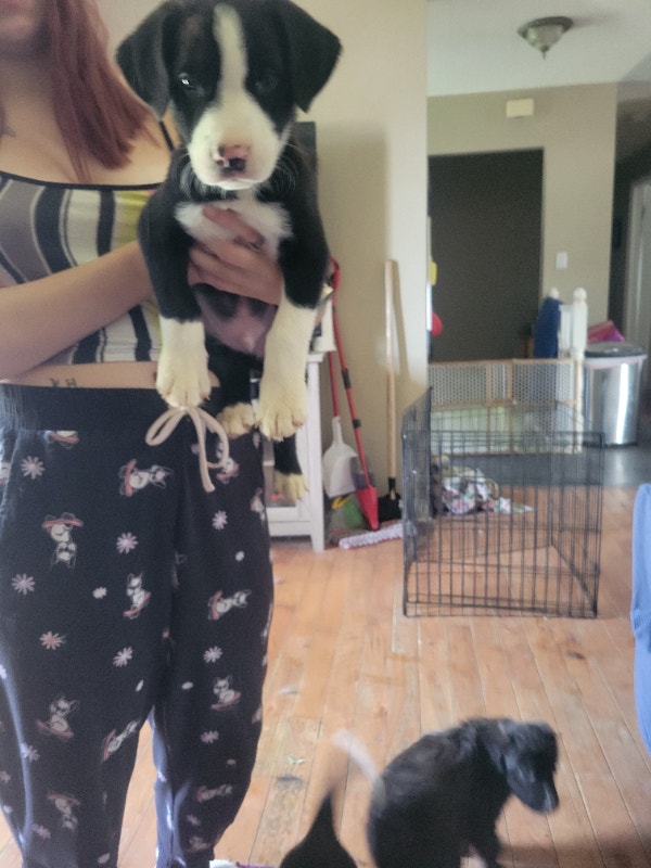 Puppies for Rehoming Dogs & Puppies for Rehoming Petawawa Kijiji