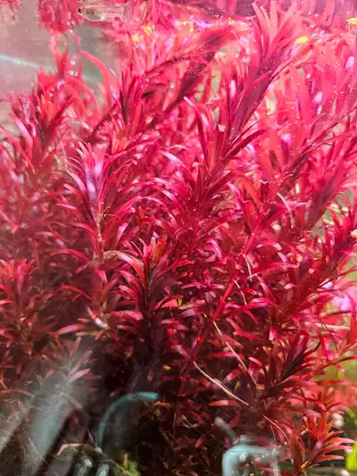 Rotala Blood Red, View more