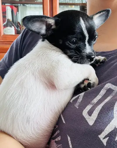 PRÊT A PARTIR Jolies petits bébés chihuahua pure race. Il reste que 1 mâles Venant de notre élevage...