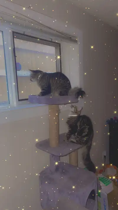 these 2 amazing and beautiful girls need a new home asap. THEY ARE BONDED! so no they will not be se...