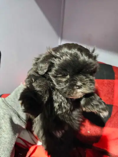 . Vet checked dewormed first shots Health guarentee. Will be about 6 to 9 lbs. Ready to leave. Pick...