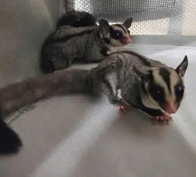 SALE ON-- 2 beautiful baby sugar gliders, View more