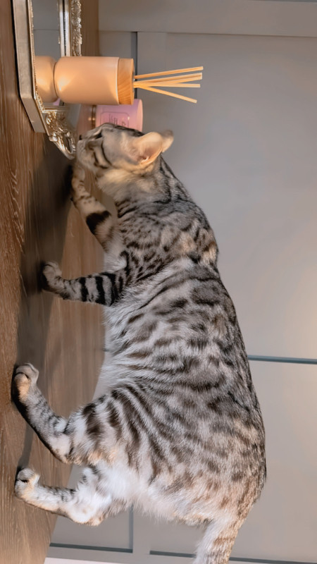 Bengal cat in Cats & Kittens for Rehoming in Mississauga / Peel Region - Image 2