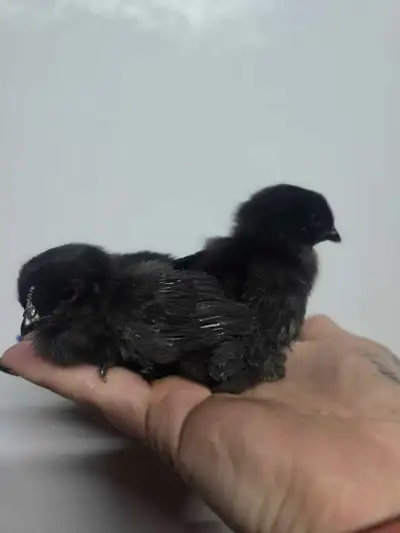 purebred ayam cemani chicks , View more
