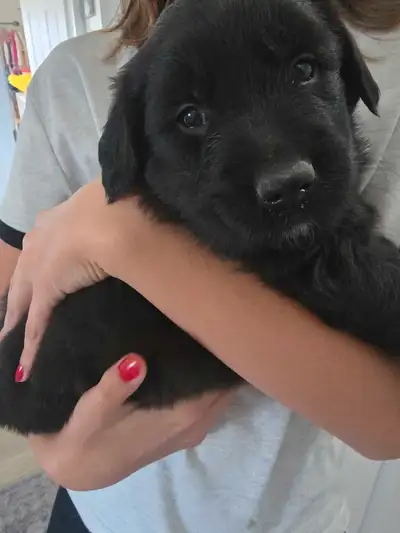 retriever mix puppies, View more