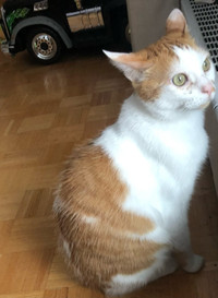 Handsome cat is looking for new family