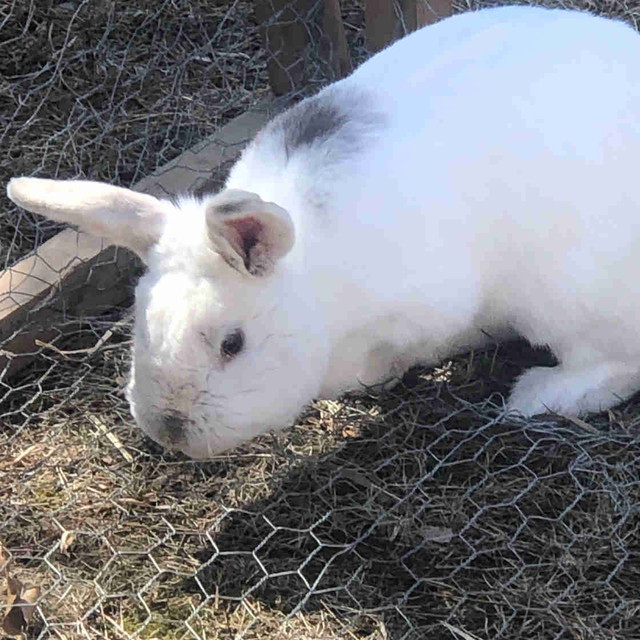 $40 Male Rabbit in Animal & Pet Services in Renfrew