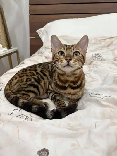 8 months Female Bengal cat Sterilised, View more
