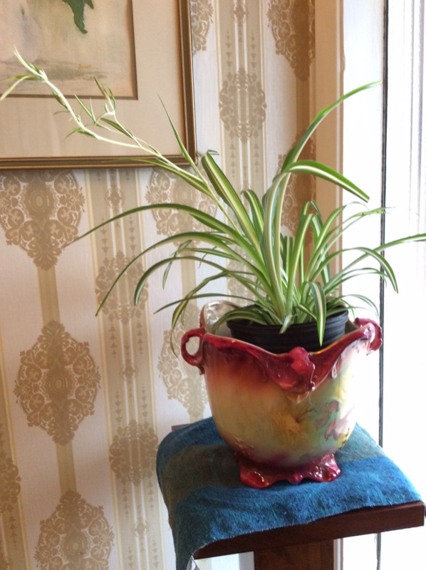 SPIDER PLANTS - Easy Houseplant 2/$10 Plus Other Houseplants in Plants, Fertilizer & Soil in City of Toronto - Image 3