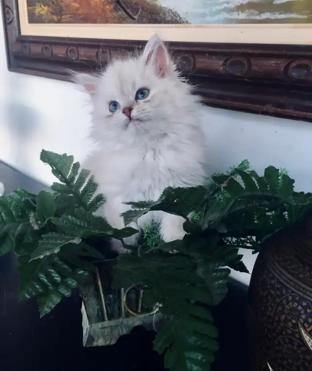 Siberian Kittens (Neva Masquerade). Hypoallergenic/Low Allergen
