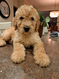 A litter of beautiful Goldendoodle Pups!