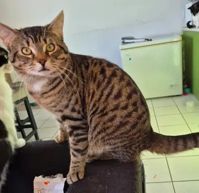 Bonjour, voici chouchounet il aura bientot 1 an. Il est habituer aux enfantset très gentil. La raiso...