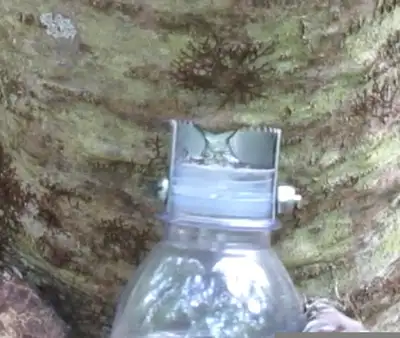 Picoué transparent pour la récolte de la gomme de sapin. Ce picoué avec bande perforatrice en acier...