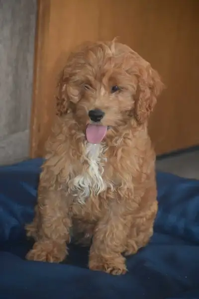 2 Cockapoo Puppies LEFT, View more