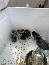 Easter Egger -   14 Day old chicks  $7 each 