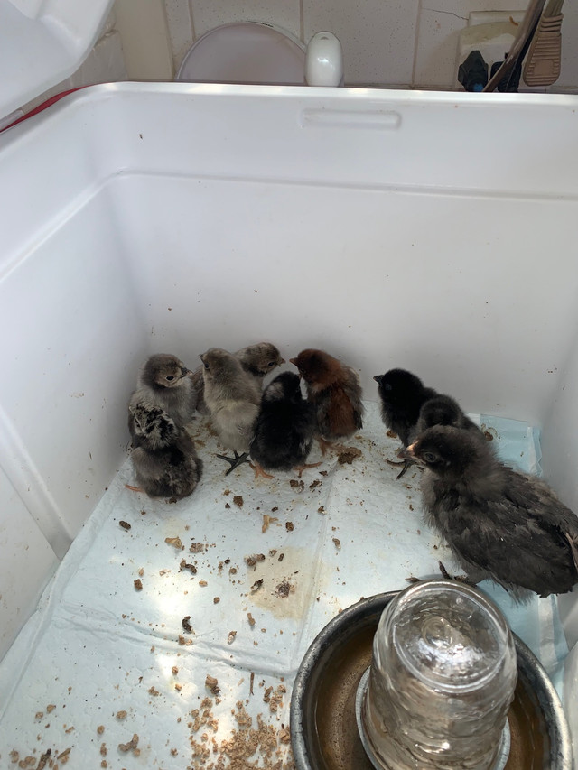 Easter Egger -   14 Day old chicks  $7 each  dans Animaux de ferme  à Ville de Montréal