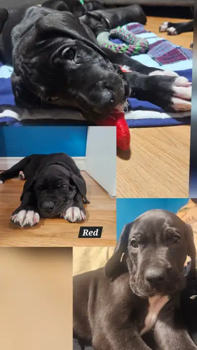 READY to Go!!! Purebred Great Danes!!! RED-GREEN &P available!!!, View more