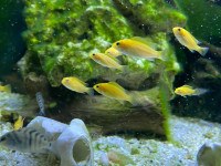 YOUNG CICHLIDS FISH FOR SALE - Pickering 