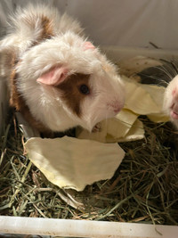 Guinea pigs for adoption