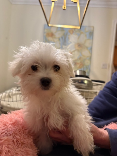 Maltese Puppies, View more