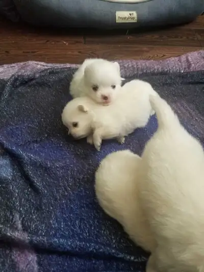 pomeranian puppies , View more