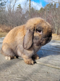 Holland lop buck