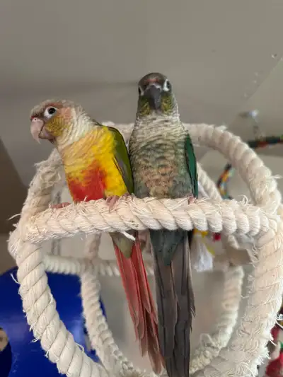 Deux conures de 1 an . Male et femelle . Manipulable . Vient avec cage neuve et jouets .