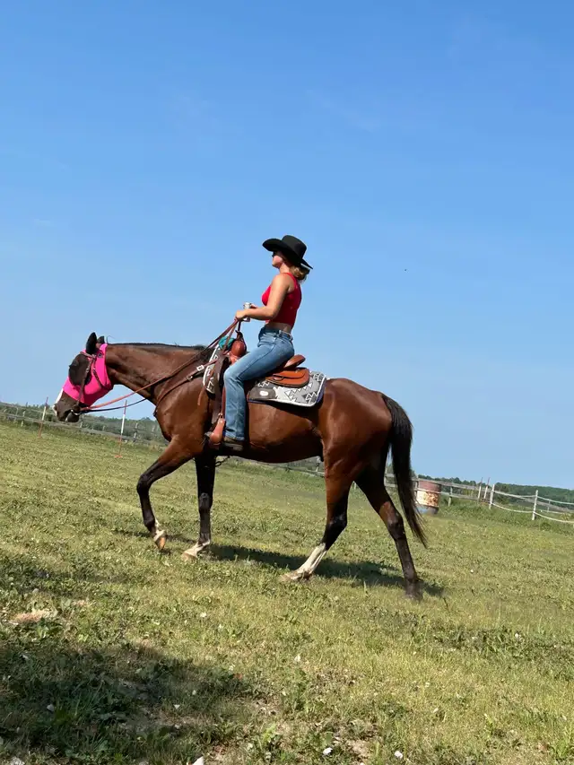 horse for sale in Horses & Ponies for Rehoming in Barrie - Image 3