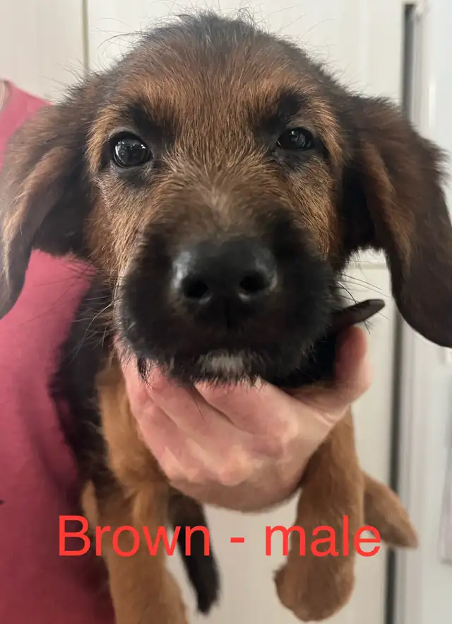 Low shedding Shepadoodle puppies! in Dogs & Puppies for Rehoming in Kingston - Image 7