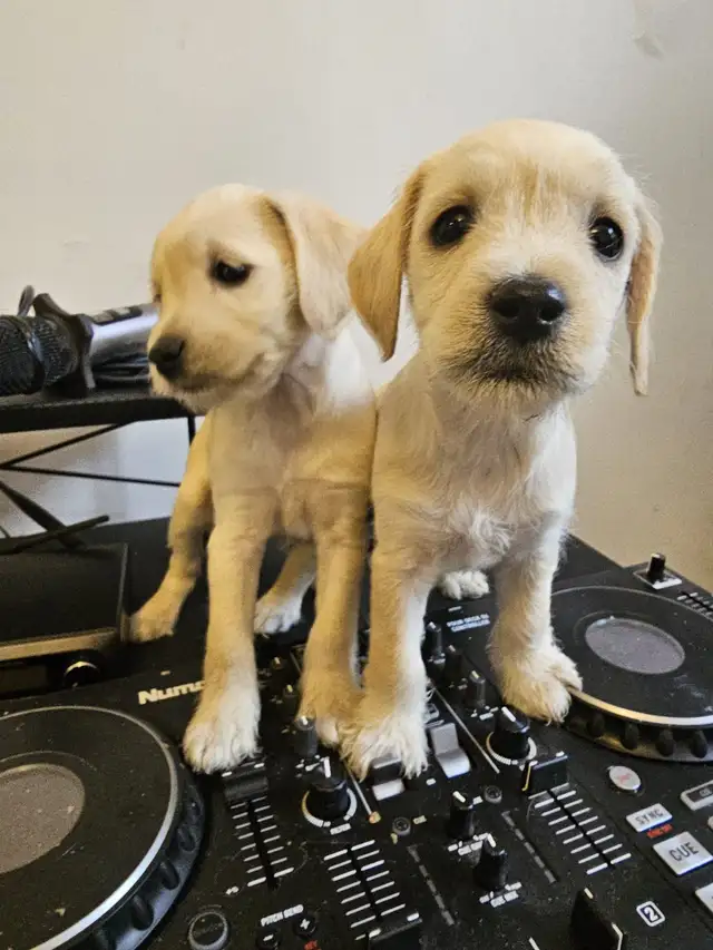 Cockapoo Schnauzer Puppies in Dogs & Puppies for Rehoming in Mississauga / Peel Region - Image 5