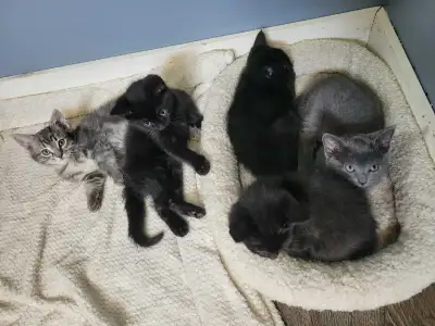 Kittenss, View more