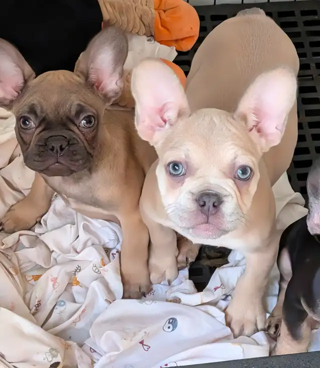 French Bulldogs for sale (ready to go!) in Dogs & Puppies for Rehoming in Delta/Surrey/Langley - Image 9