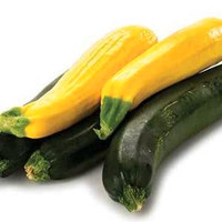 Courgette ( zucchini) plant