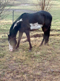 ISO  this mare original owner