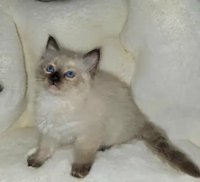 These beautiful Ragdoll kittens are looking for their forever homes! These kittens have stunning blu...