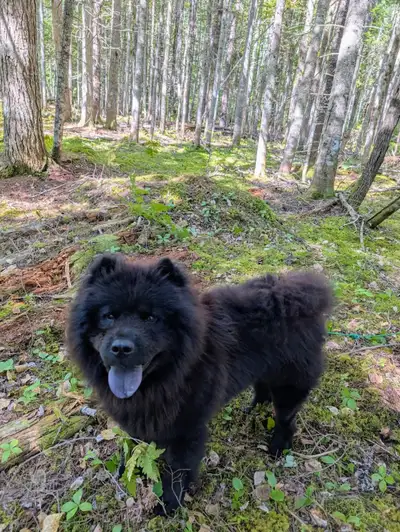 Urgent  Home needed- 4 yr old Male Chow Chow, View more