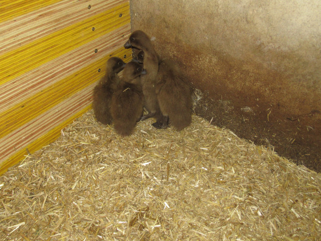 khaki Campbell ducklings in Livestock in Woodstock