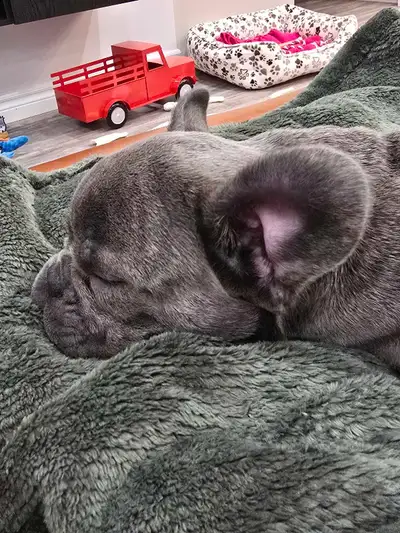 Bulldogs français , View more