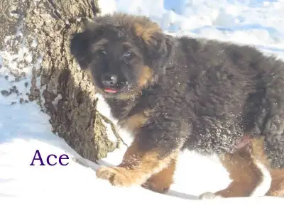 Beautiful german shepherd mix puppies looking for new homes Puppies are approx 75% german shepherd....