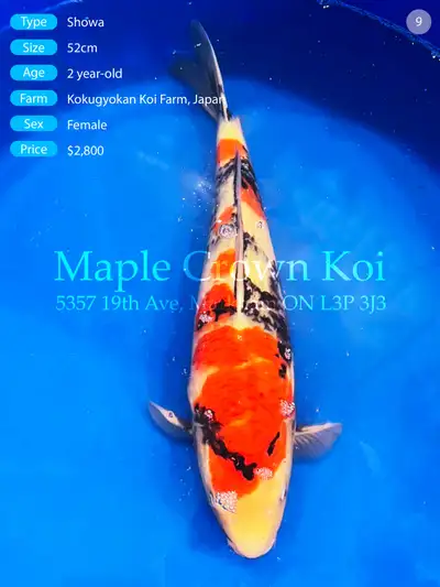 ✨ Dainichi Kirin | 72cm Female ✨, View more