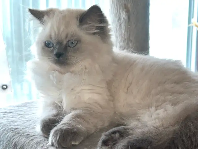 Beautiful blue point ready for rehoming in Cats & Kittens for Rehoming in Longueuil / South Shore - Image 9