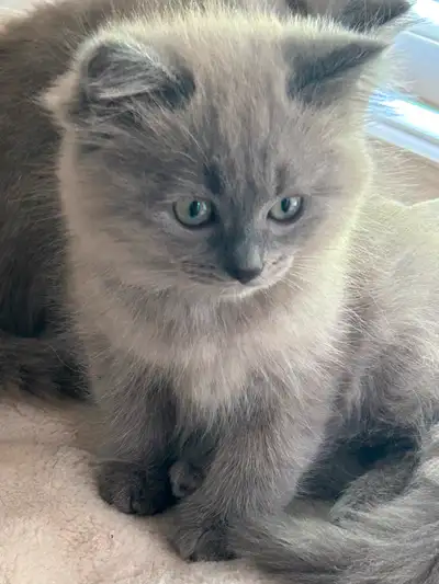 Chaton ragdoll mâle et femelle enregistré TICA Ils sont bleu sepia Il sont super doux et affectueux...