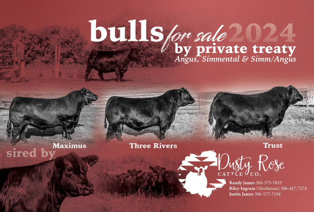 Bulls for sale (private treaty) in Livestock in Swift Current