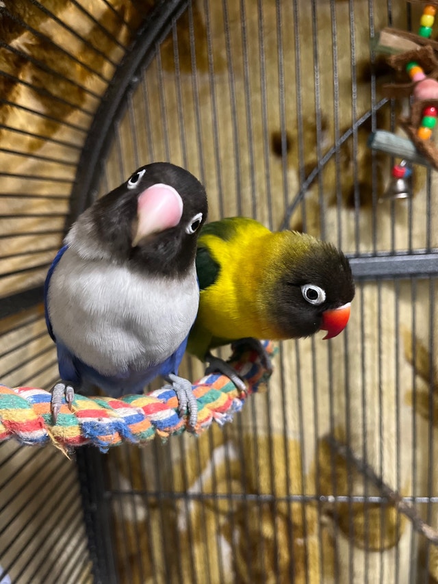 Fischer Lovebirds Birds for Rehoming Calgary Kijiji