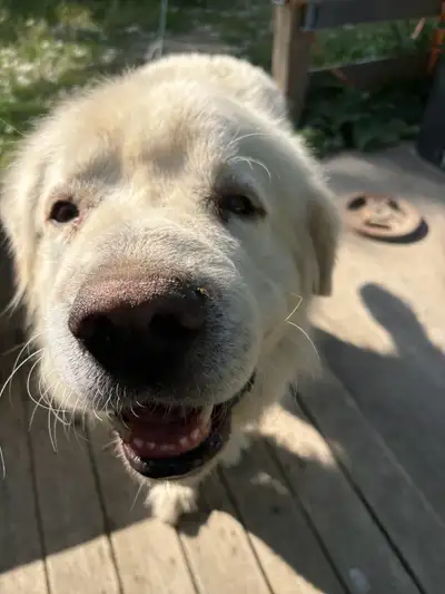 Great Pyrenees for Rehomimg , View more