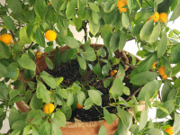 Miniature Calamondin Citrus Orange Plant