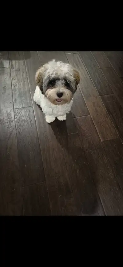 female havanese puppy for sale cheap, View more