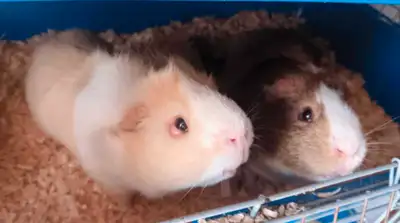 2 guinea pigs, View more