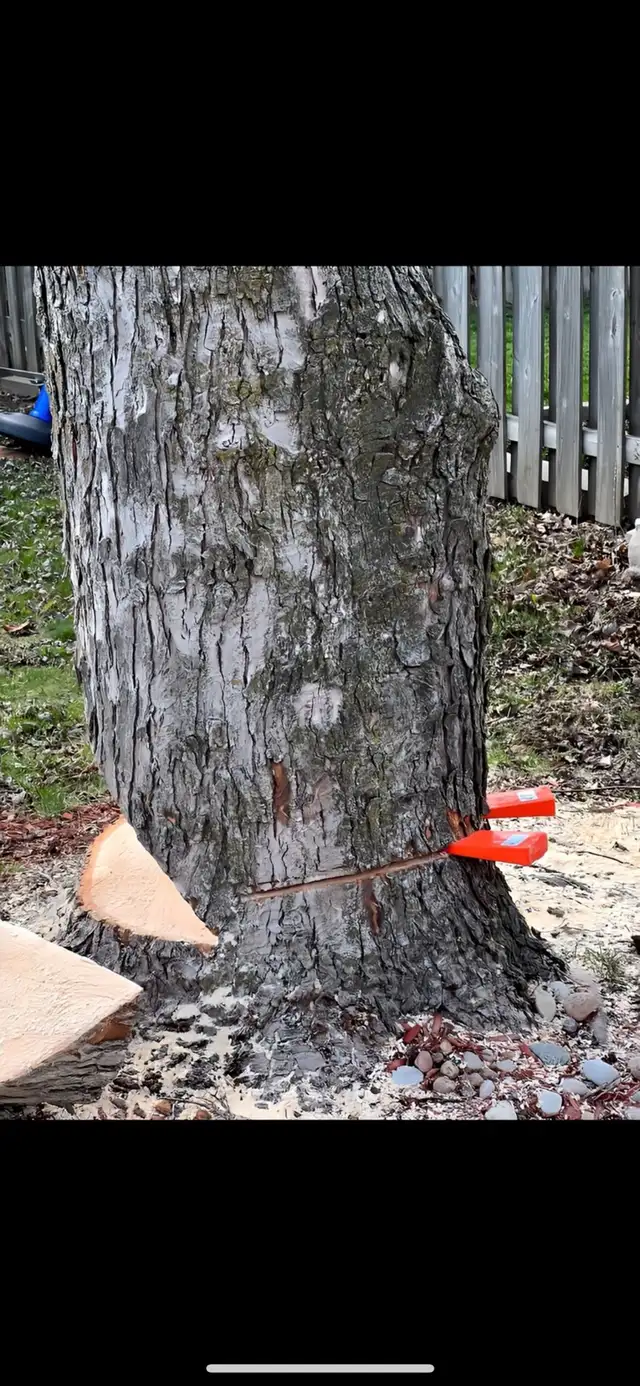Summer Tree Removal62863726985985123
